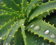Aloe vera