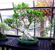creare un bonsai da una pianta normale