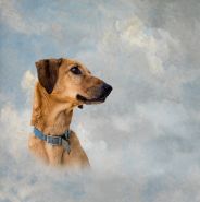 cremazione cani a Roma+
